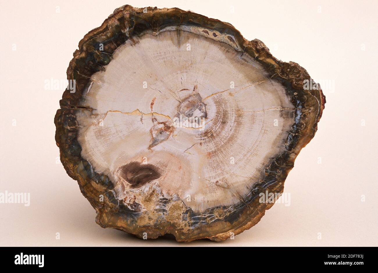 Fossil trunk polished section. Chalcedony. Stock Photo
