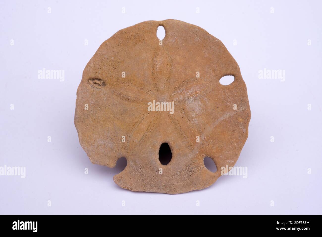 Encope grandis is a fossil urchin from Miocene. Sample. Stock Photo