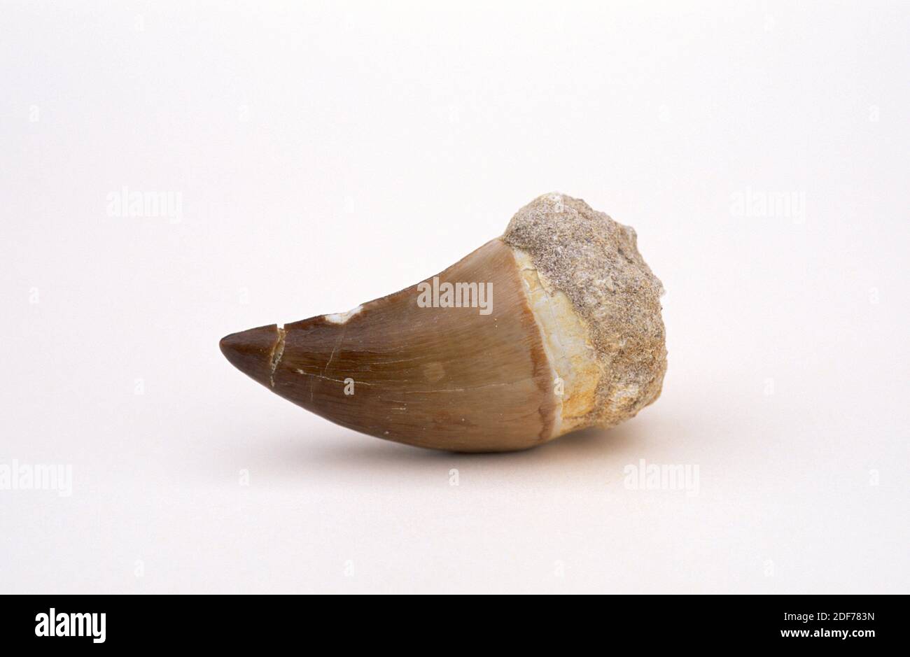 Dinosaur tooth (Mesosaurus sp. ) from Permian. Sample. Stock Photo