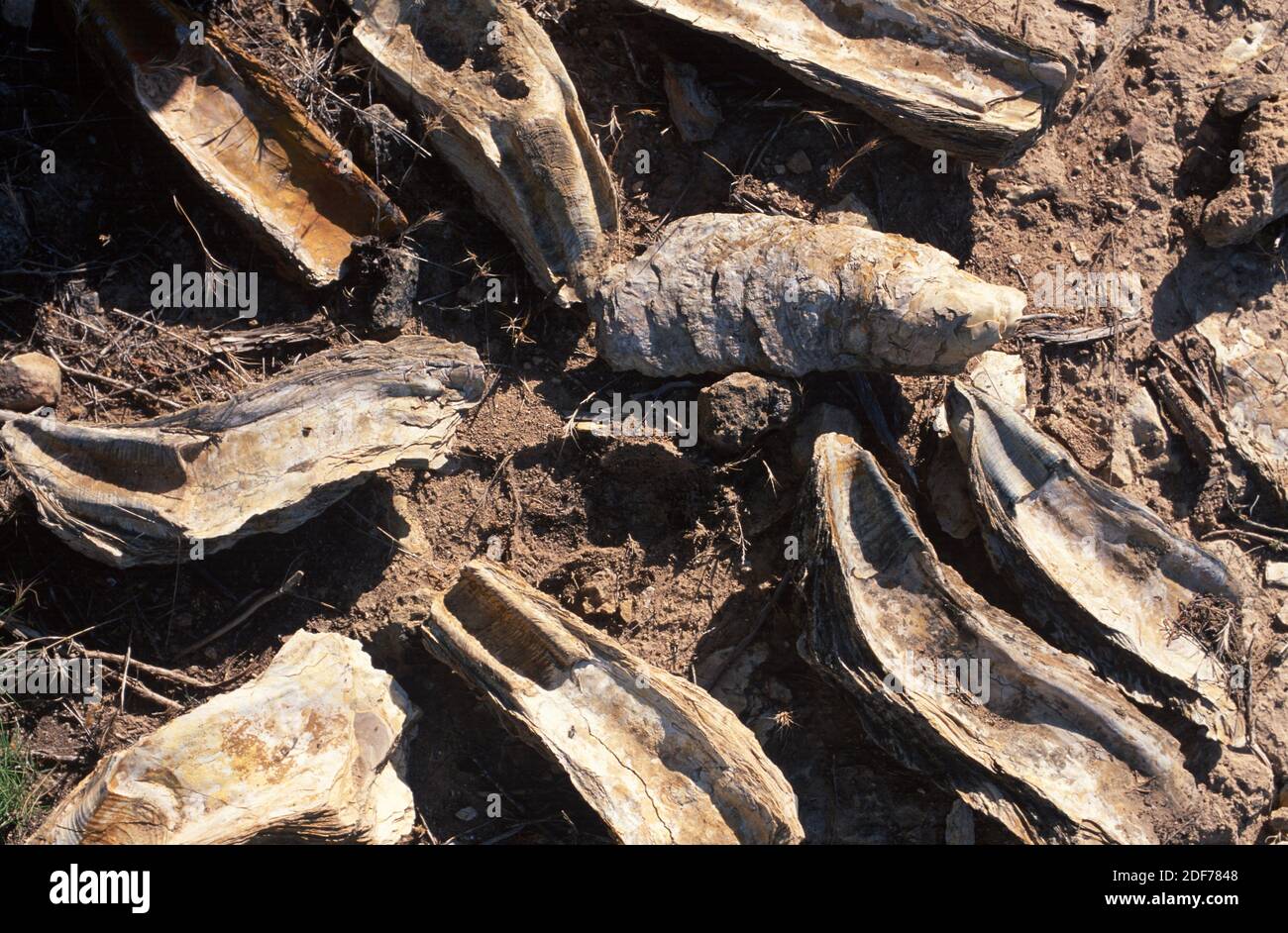 Bivalves fossils (Crasostrea crassissima). This photo was taken in Morocco. Stock Photo