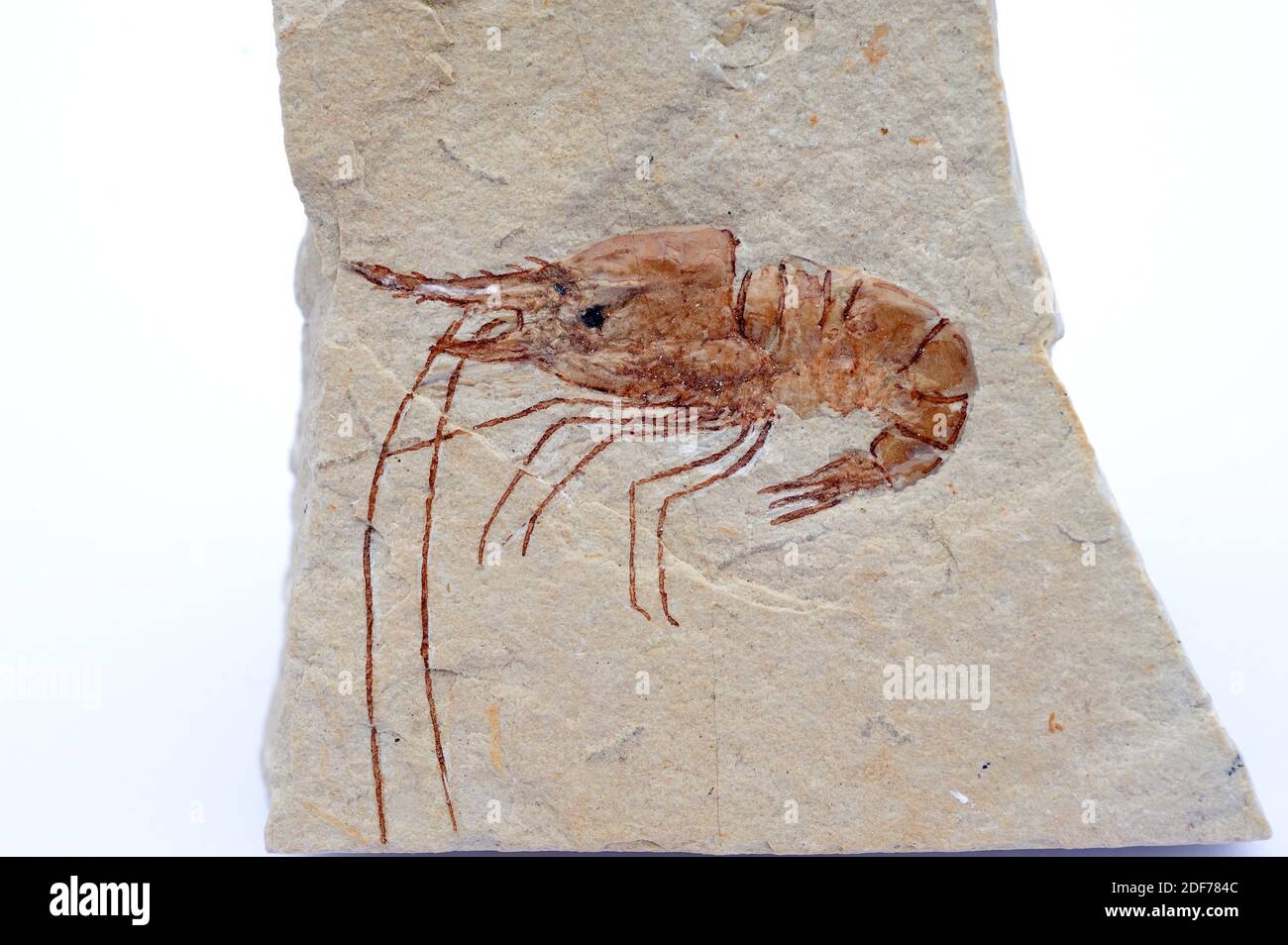 Carpopenaeus callirostris is a fossil prawn from Cretaceous (Cenomanian). Sample. Stock Photo