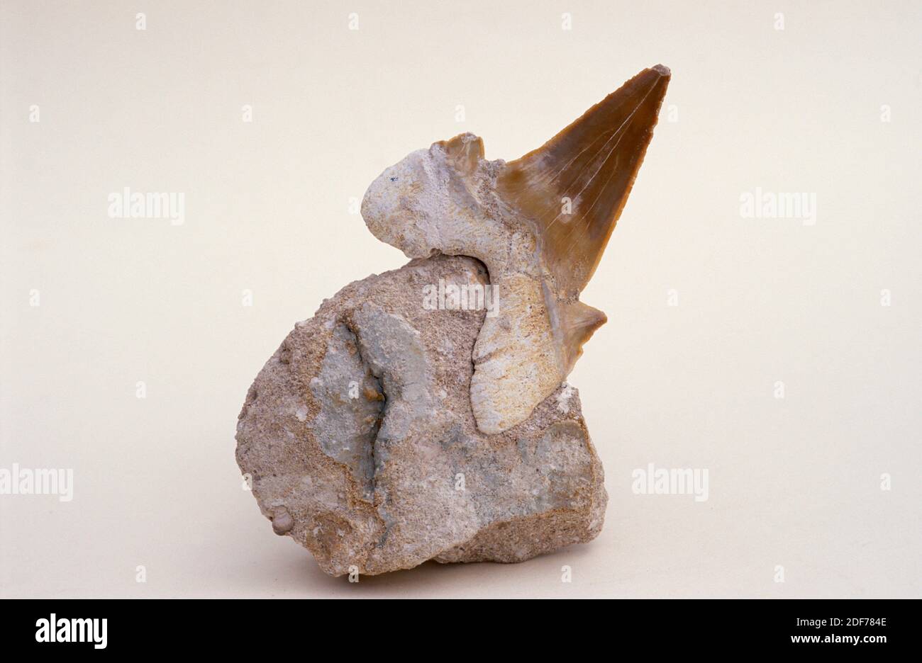 Fossil shark tooth (Otodus obliquus) from Eocene. Sample with matrix. Stock Photo