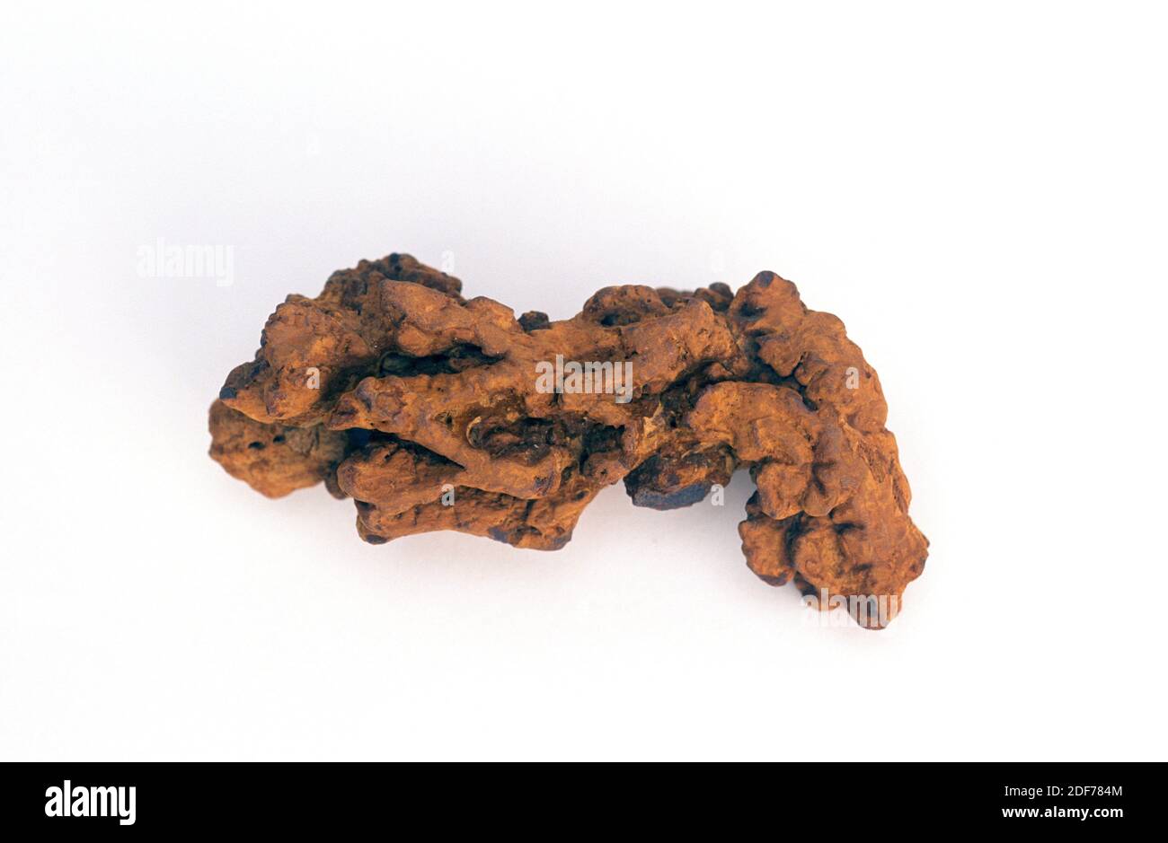 Coprolito or coprolith. Fossilized turtle feces. Sample. Stock Photo
