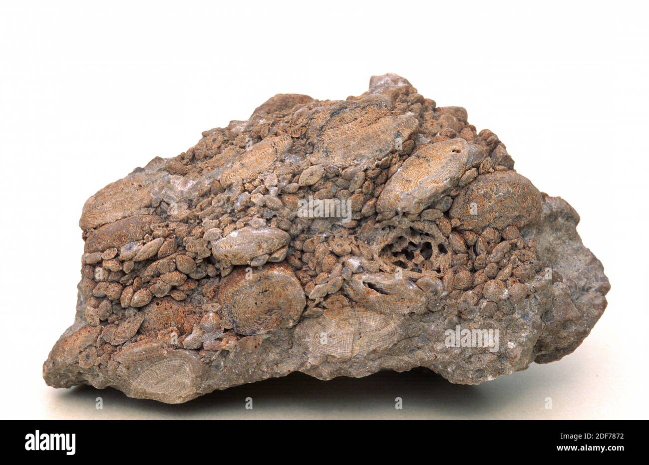 Fossil foraminifera (Nummulites sp. ) in calcareous rock (limestone). Sample. Stock Photo