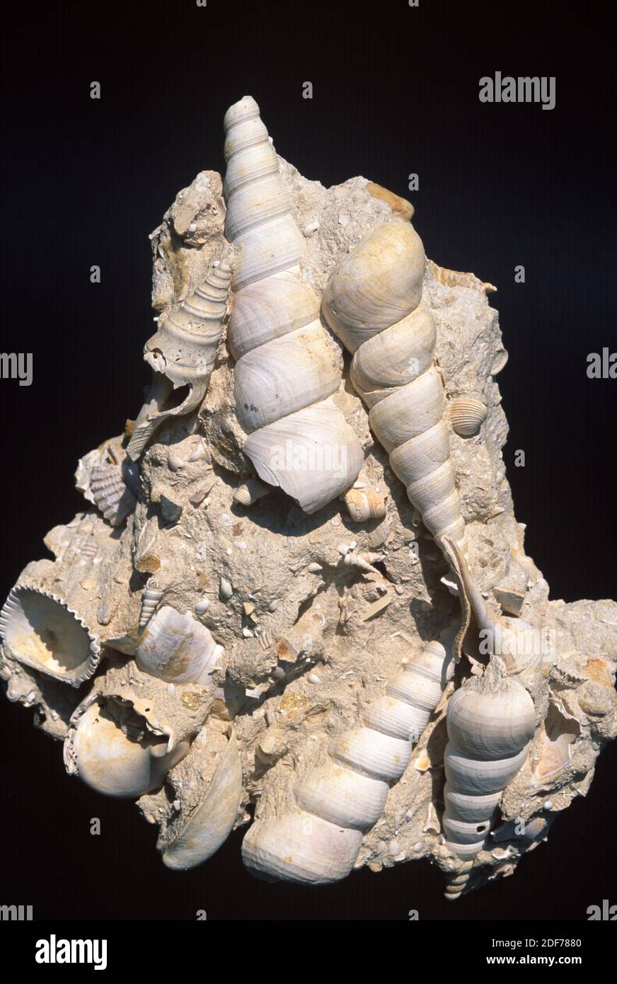 Fossils mollusca genus Turritella (Gastropoda) and Glycymeris (Bivalvia) from Miocene period. Sample. Stock Photo