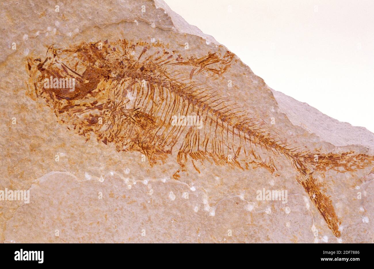 Fossil freshwater fish (Diplomystus sp. ) that lived on Eocene. Sample. Stock Photo