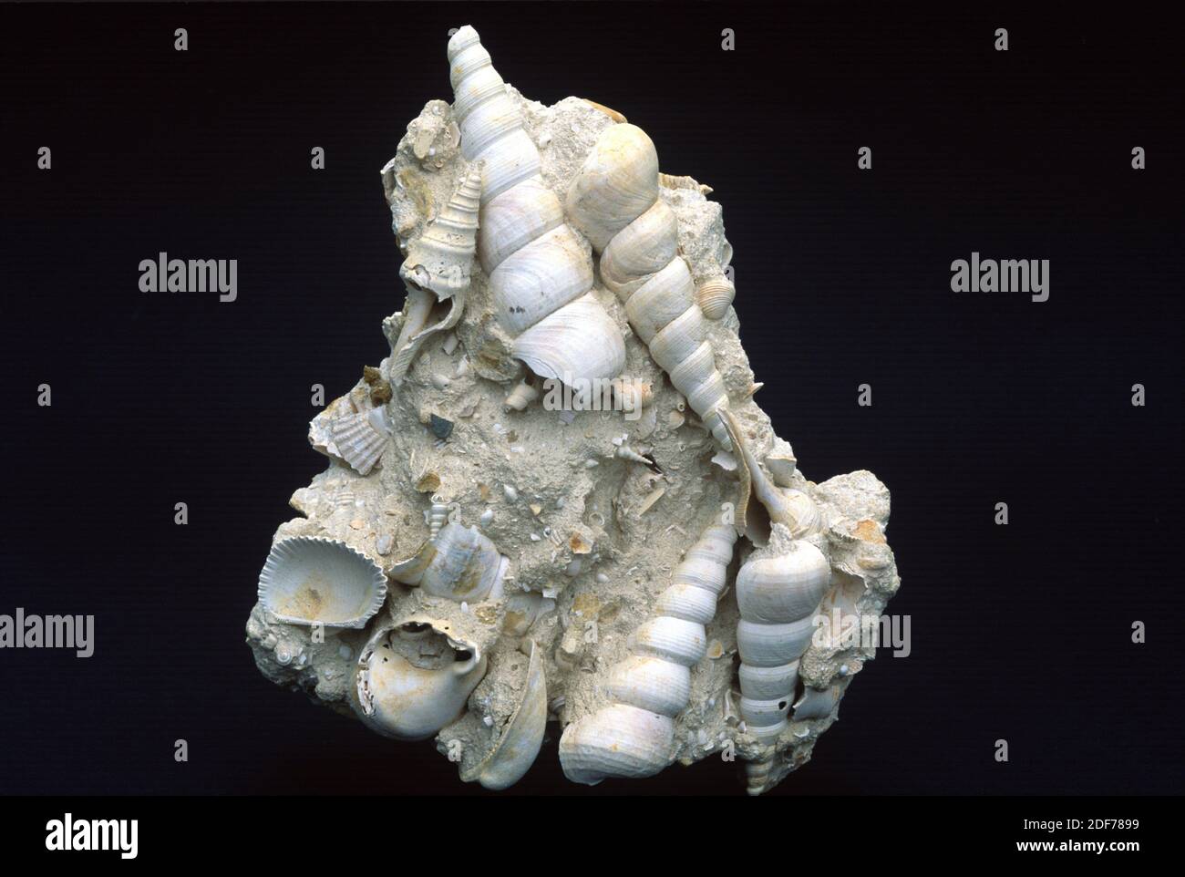 Fossils mollusca genus Turritella (Gastropoda) and Glycymeris (Bivalvia) from Miocene period. Sample. Stock Photo
