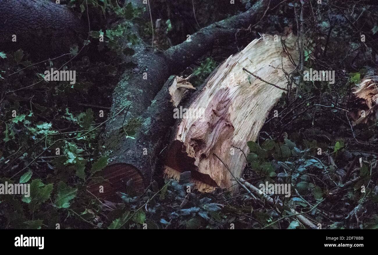 Ash trees dying fungus hires stock photography and images Alamy