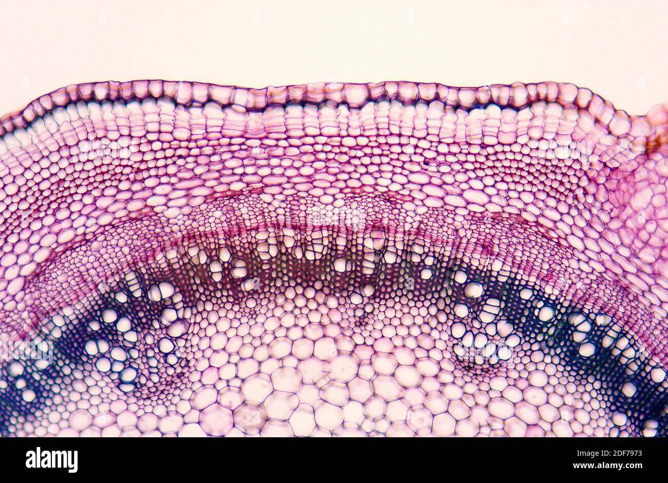 Cambium is a growth tissue of the plants with secondary growth. Is found bettween xylem (above) and phloem (below). Photomicrograph. Stock Photo