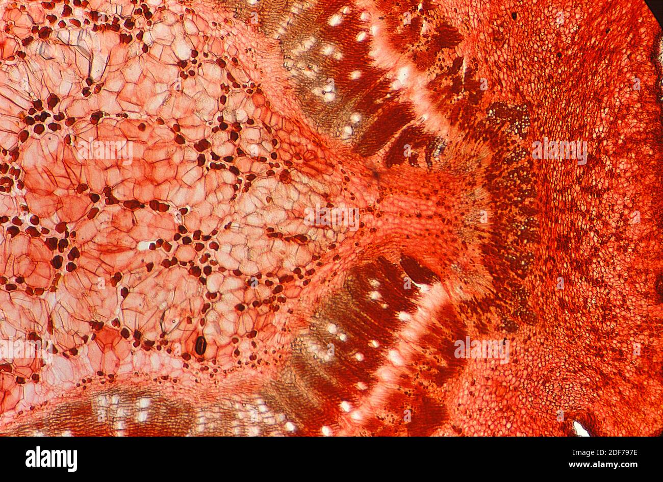 Collenchyma is a support plant tissue. Photomicrograph. Stock Photo