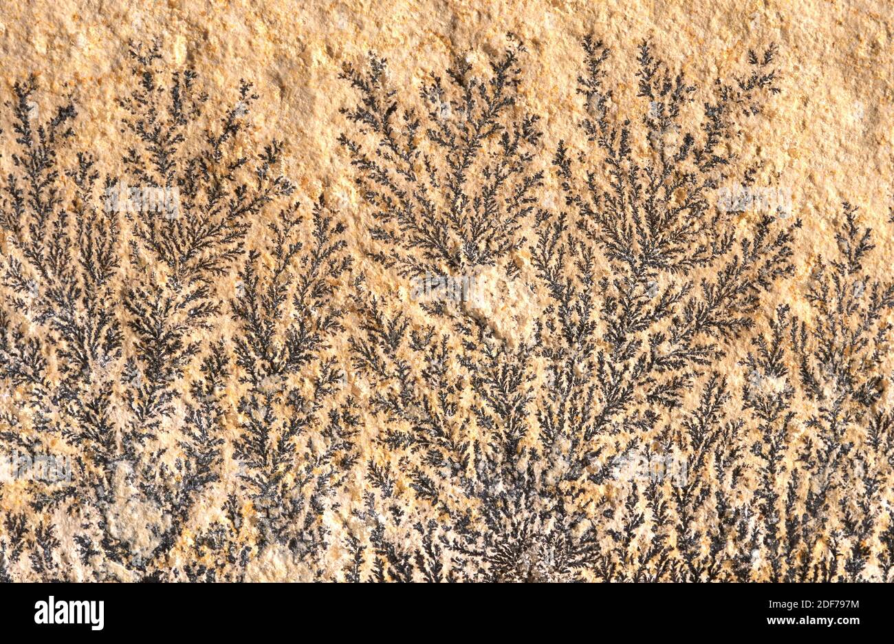 Dendritic pyrolusite on a limestone plate. Pyrolusite is a manganese oxide mineral. Stock Photo