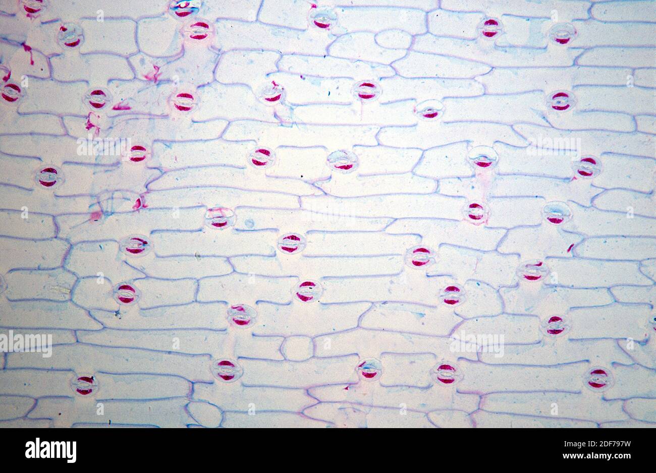 Stoma or stomate is a pore of epidermis plants for gas exchange. Tulipa epidermis photomicrograph. Stock Photo