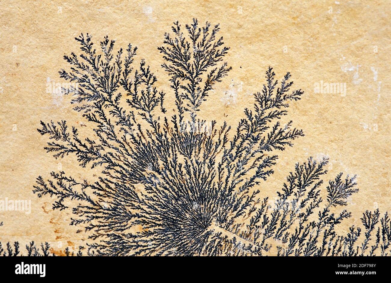 Dendritic pyrolusite on a limestone plate. Pyrolusite is a manganese oxide mineral. Stock Photo