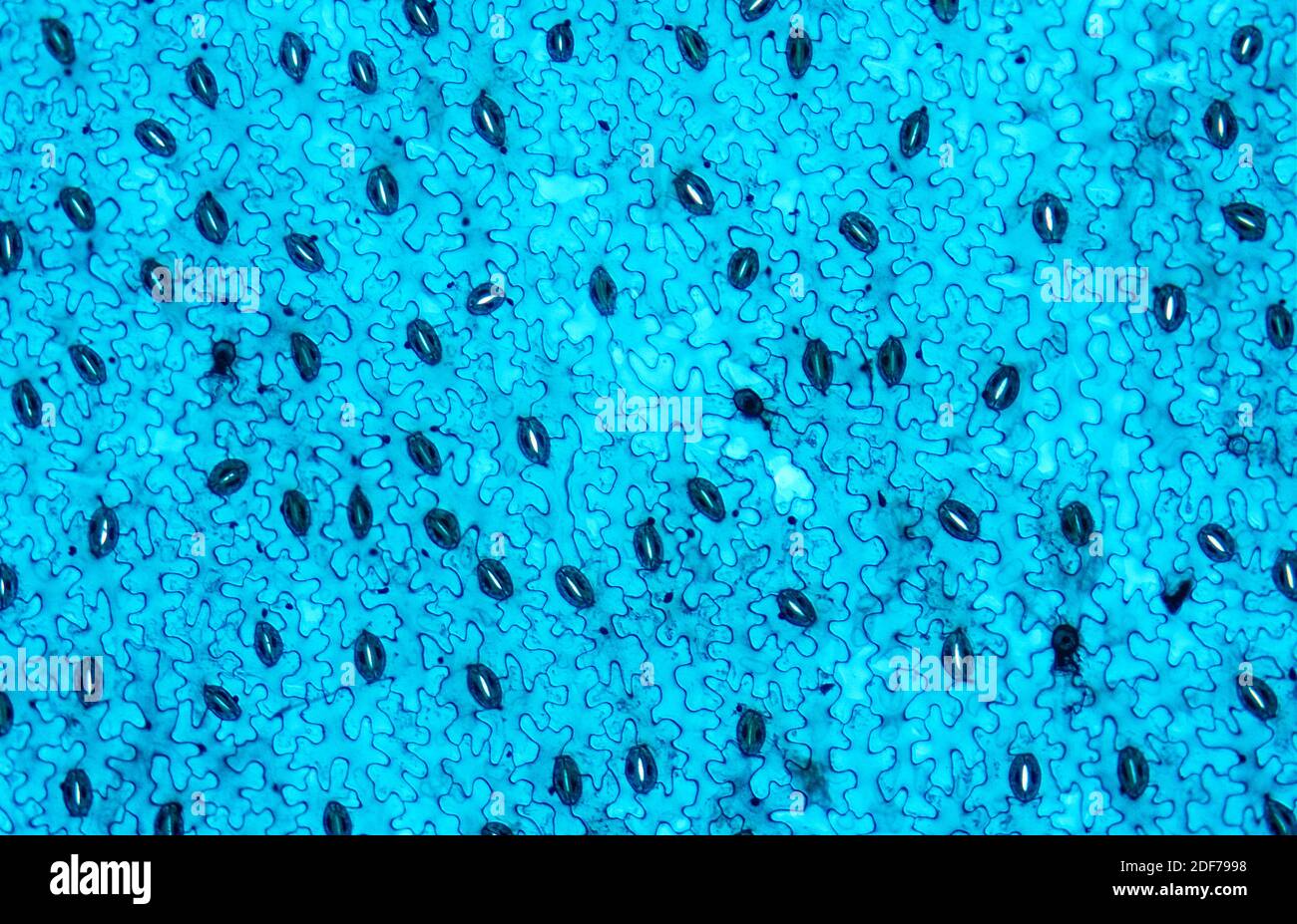 Stoma or stomate is a pore of epidermis plants for gas exchange. Fava bean epidermis photomicrograph. Stock Photo