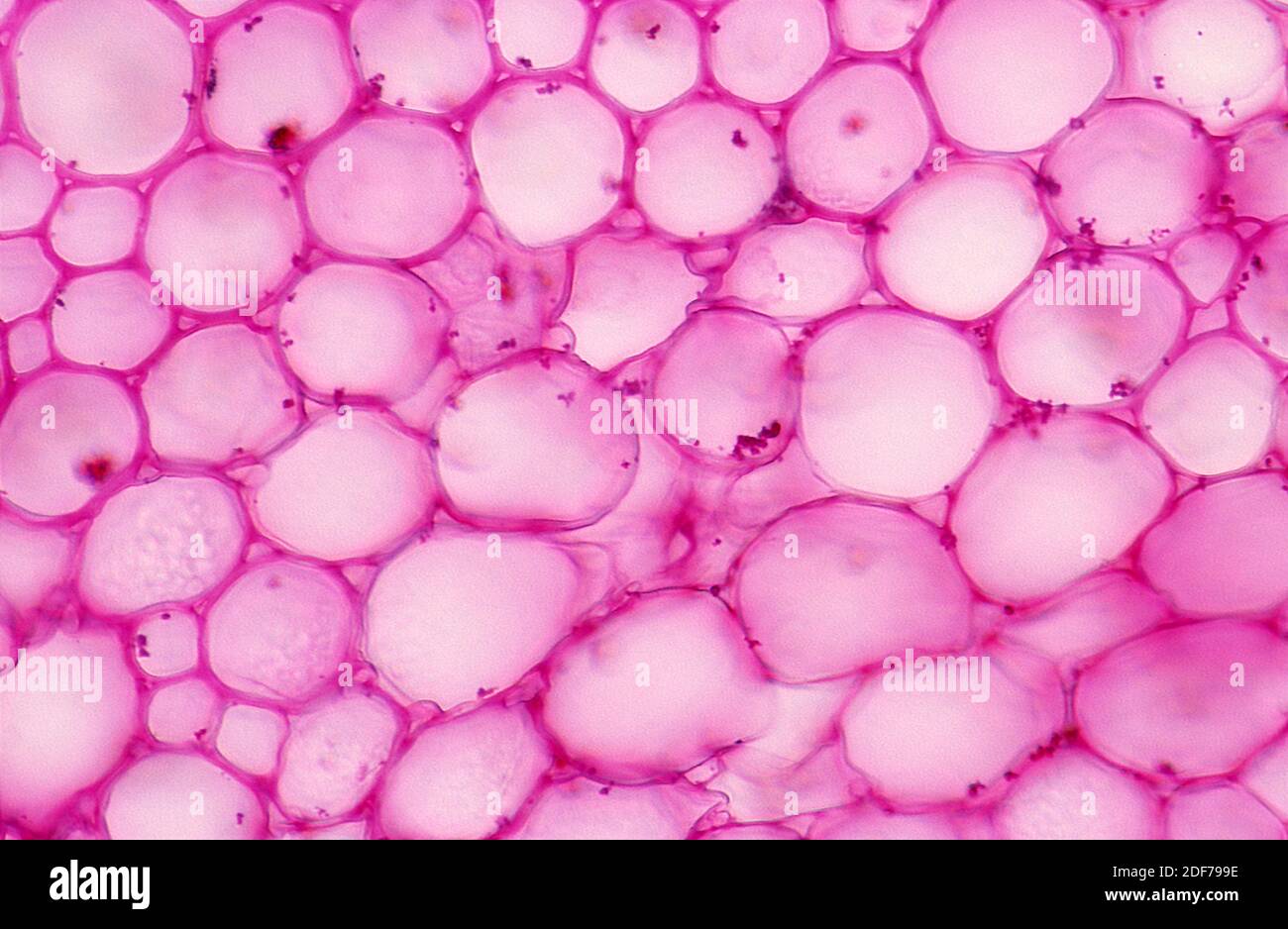 Aquifer parenchyma is a plant tissue specialized in storing water. Photomicrograph. Stock Photo
