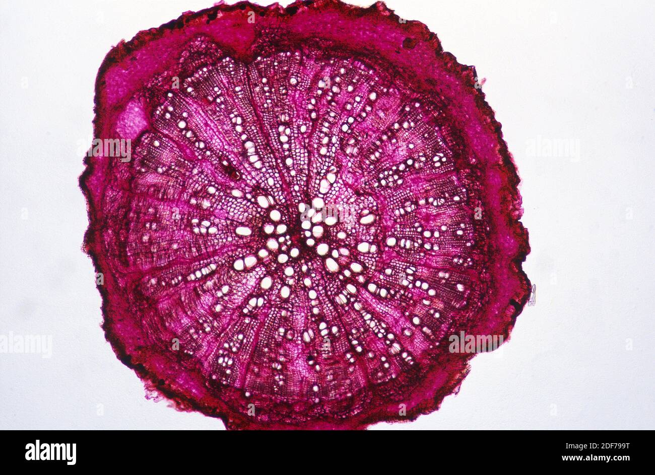 Turnip root, cross section showing cork, cambium, phloem, xylem and reserve parenchyma. Photomicrograph. Stock Photo