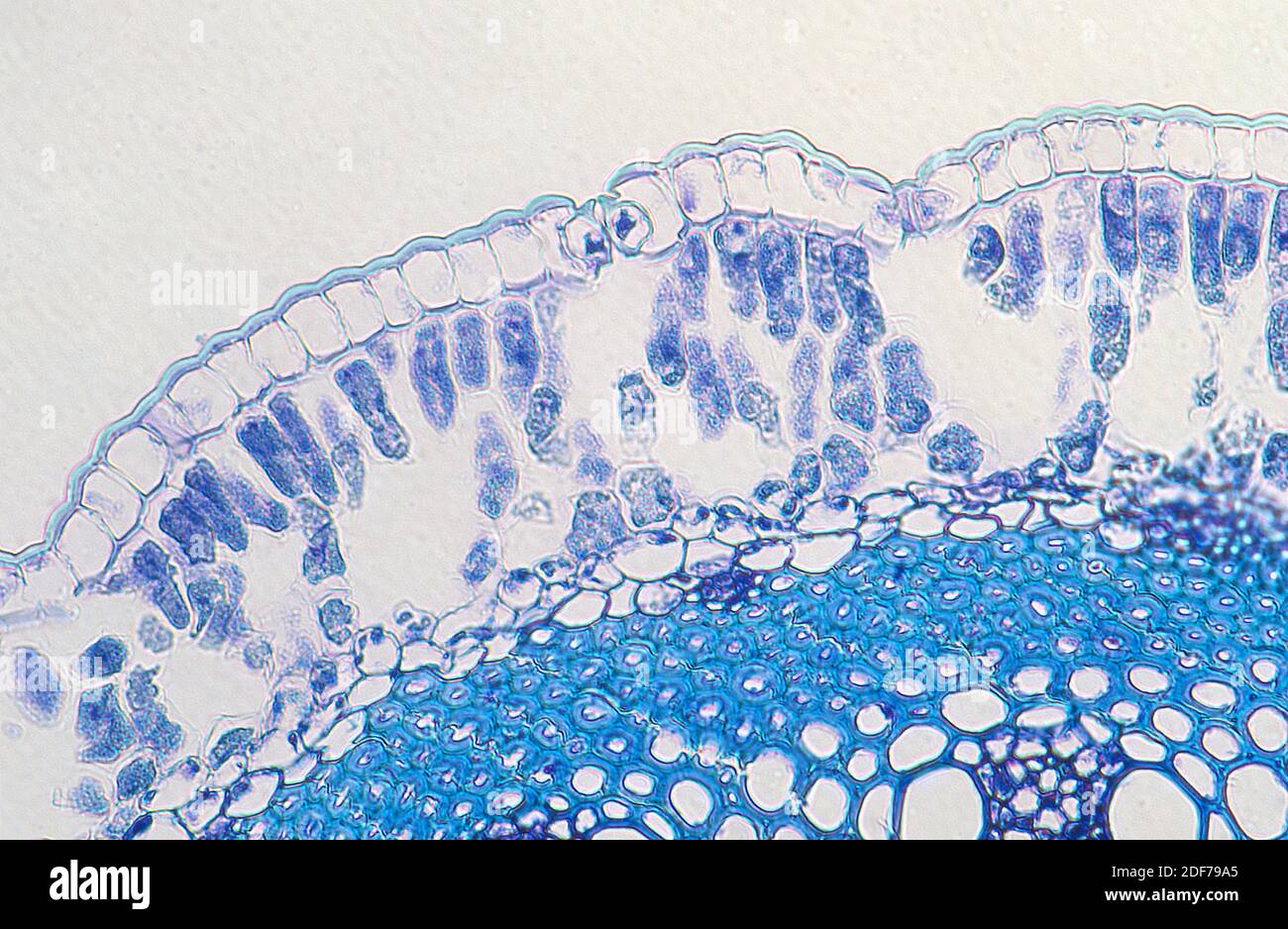 Leaf, cross section showing upper epidermis with cuticle, stomata, palisade parenchyma, spongy parenchyma and colenchyma. Photomicrograph. Stock Photo