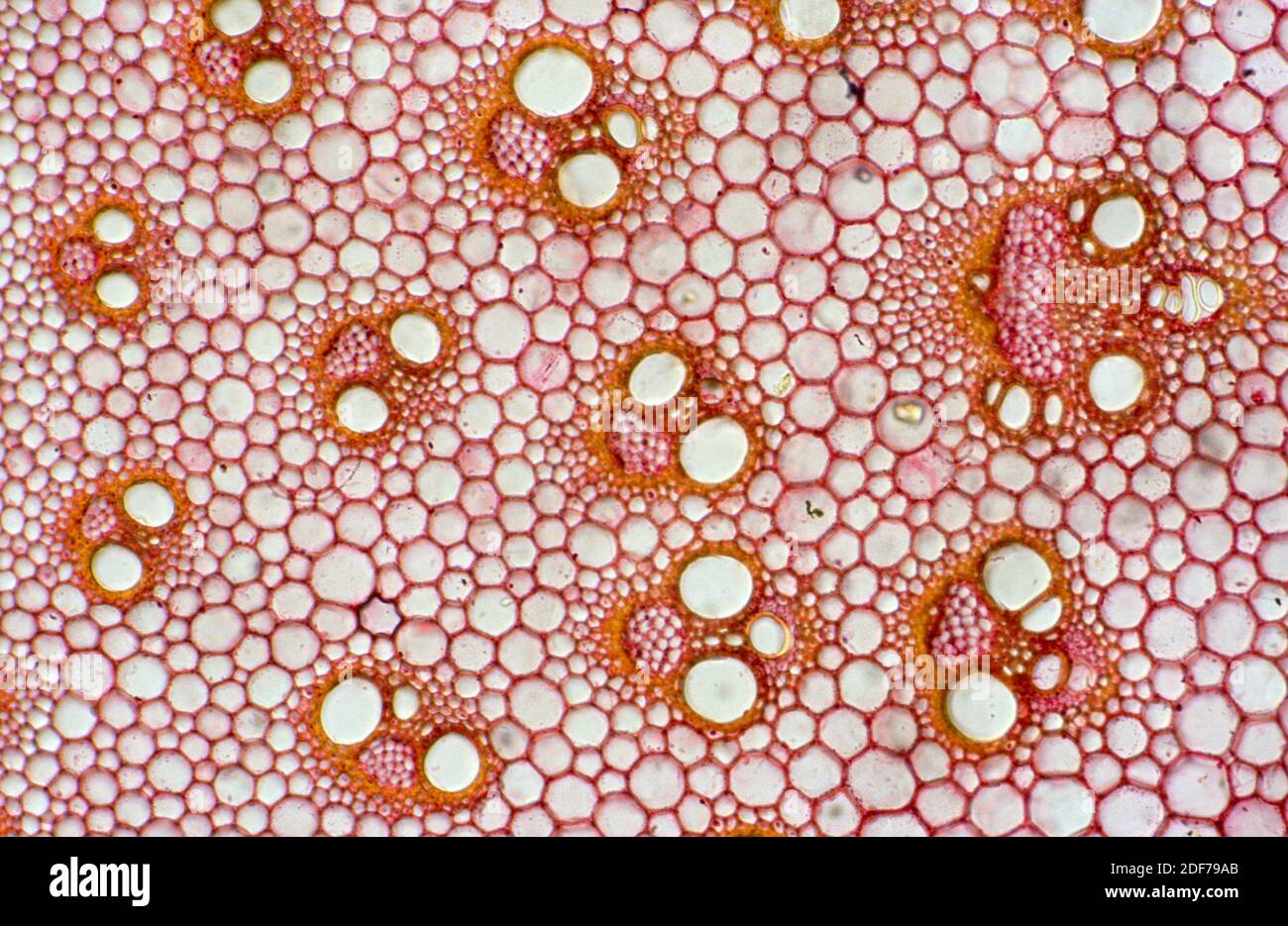Monocot stem cross section showing epidermis, vascular bundles and parenchyma. Photomicrograph. Stock Photo