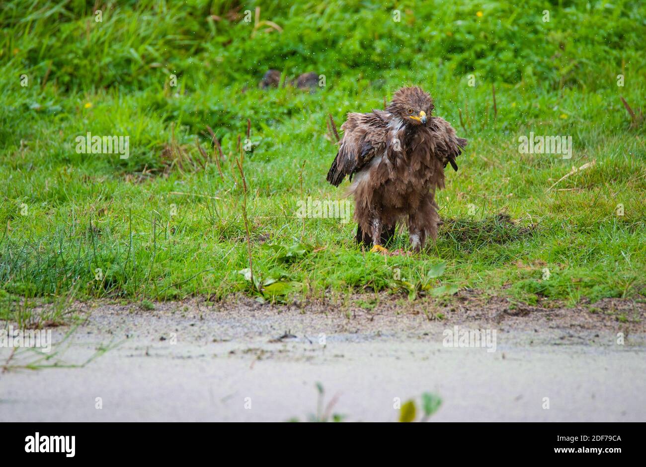 Lesser spotted eagle shakes the rain out of its plumage. Stock Photo