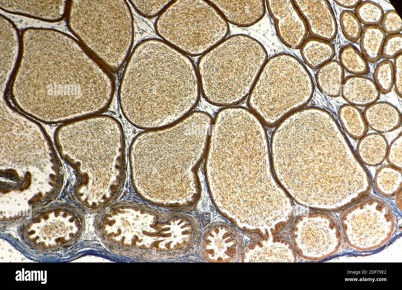 Seminiferous tubule hi-res stock photography and images - Alamy