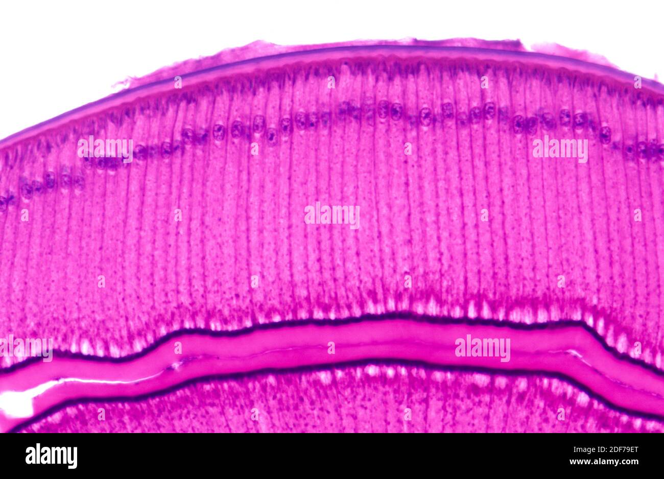 Simple Columnar Epithelium Photomicrograph Stock Photo Alamy