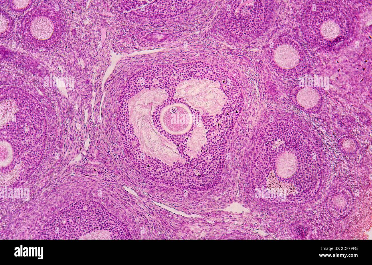 Cat ovari showing Graaf folicle. Photomicrograph. Stock Photo
