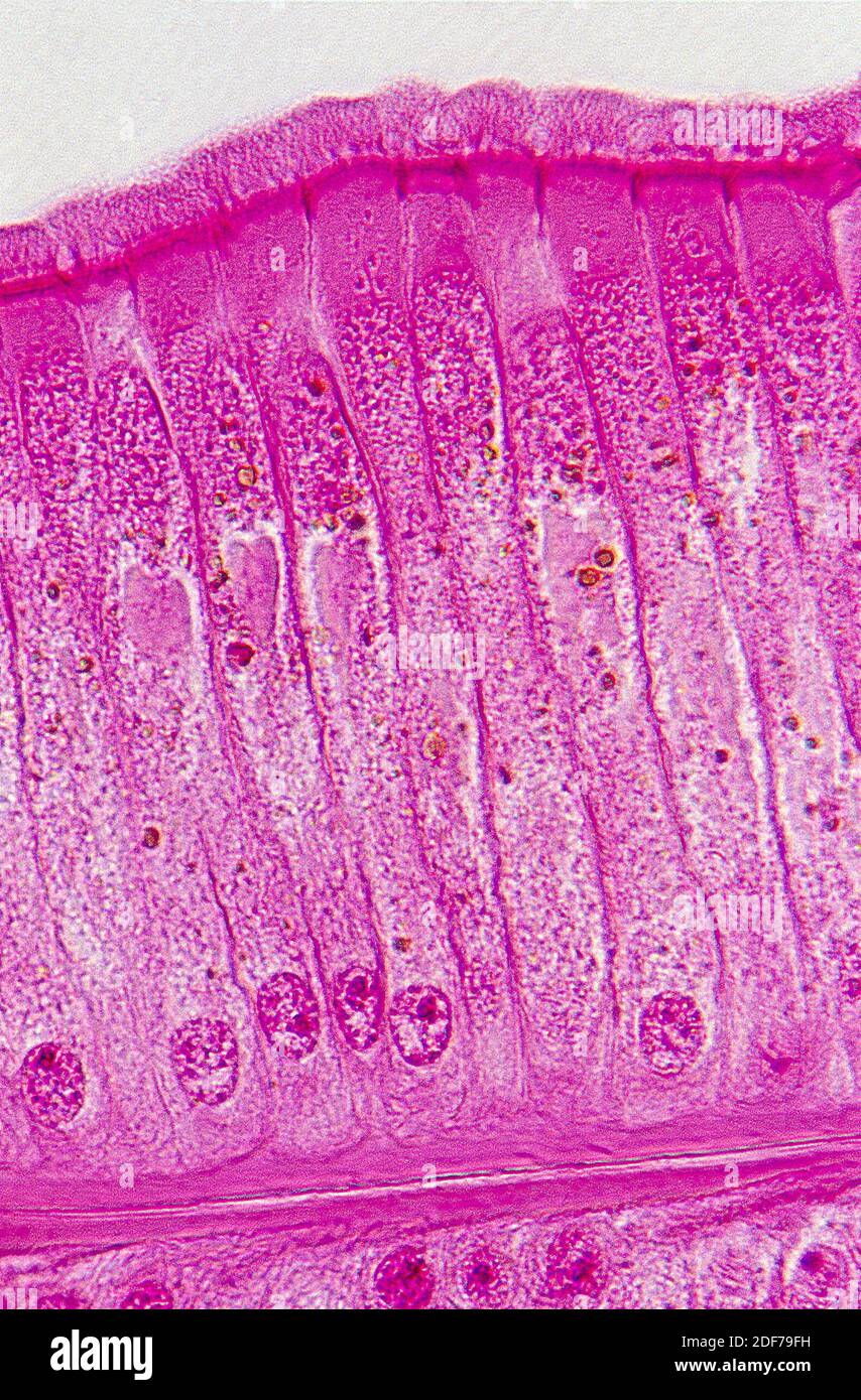 Ciliated simple columnar epithelium. Photomicrograph. Stock Photo