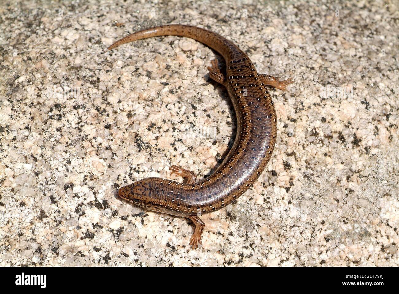 Ocellated skink or gongilo (Chalcides ocellatus) is a skink native to eastern Mediterranean Basin and India. This photo was taken in Sardinia, Italy. Stock Photo