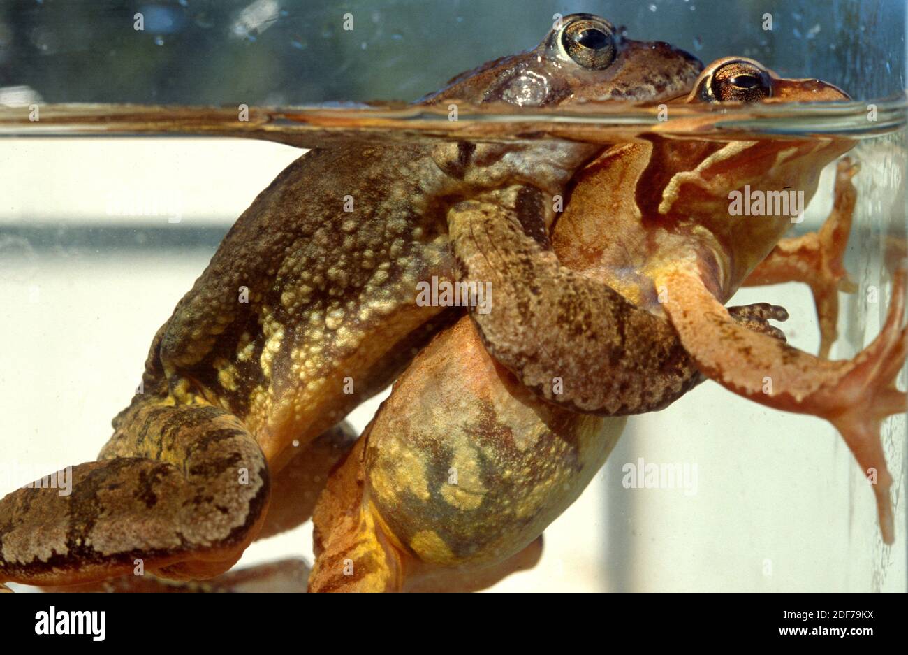 European common frog (Rana temporaria) is a frog native to central and northern Europe, northern Spain and northern Italy. Couple in amplexus. This Stock Photo