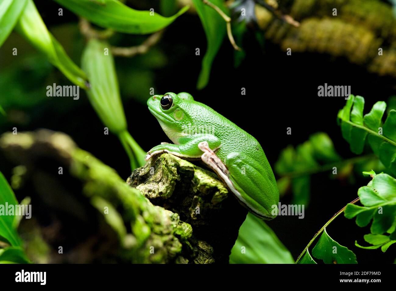 Chinese flying frog (Rhacophorus dennysi or Zhangixalus dennysi) is a