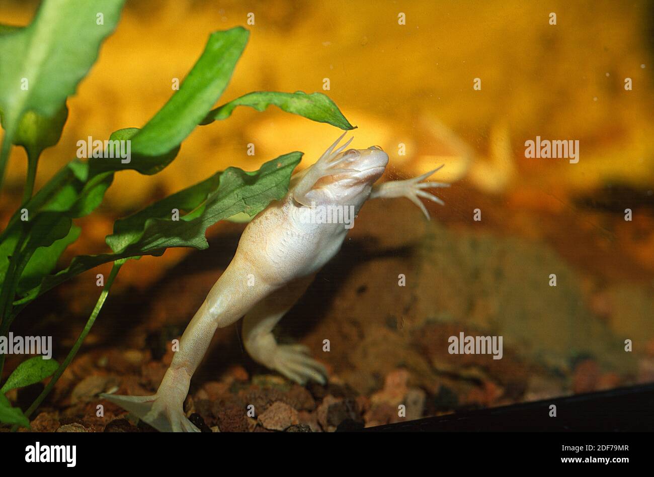African clawed frog (Xenopus laevis) is native to Sub-Saharan Africa. Stock Photo