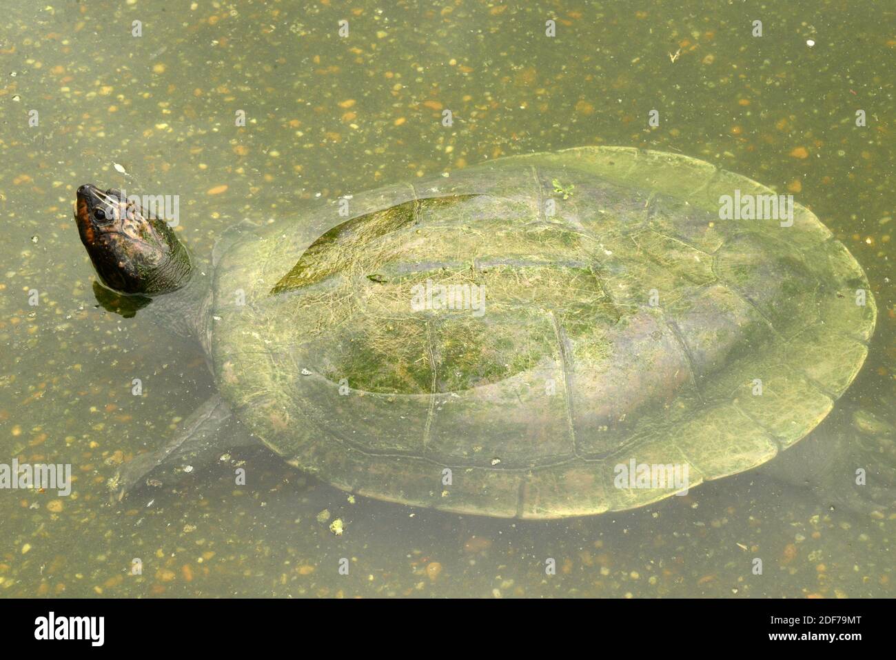 Arrau turtle or giant Amazon turtle (Podocnemis expansa) is a