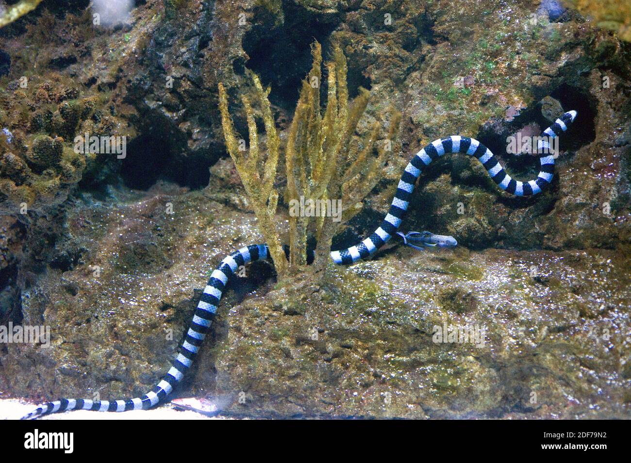 Blue-lipped sea krite (Laticauda laticaudata) is a poisonous sea snake native to western Pacific Ocean. Stock Photo
