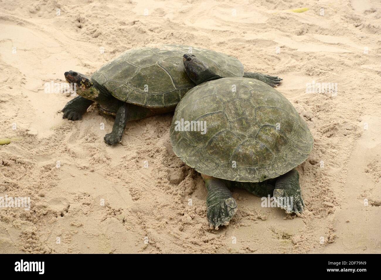 Arrau turtle or giant Amazon turtle (Podocnemis expansa) is a