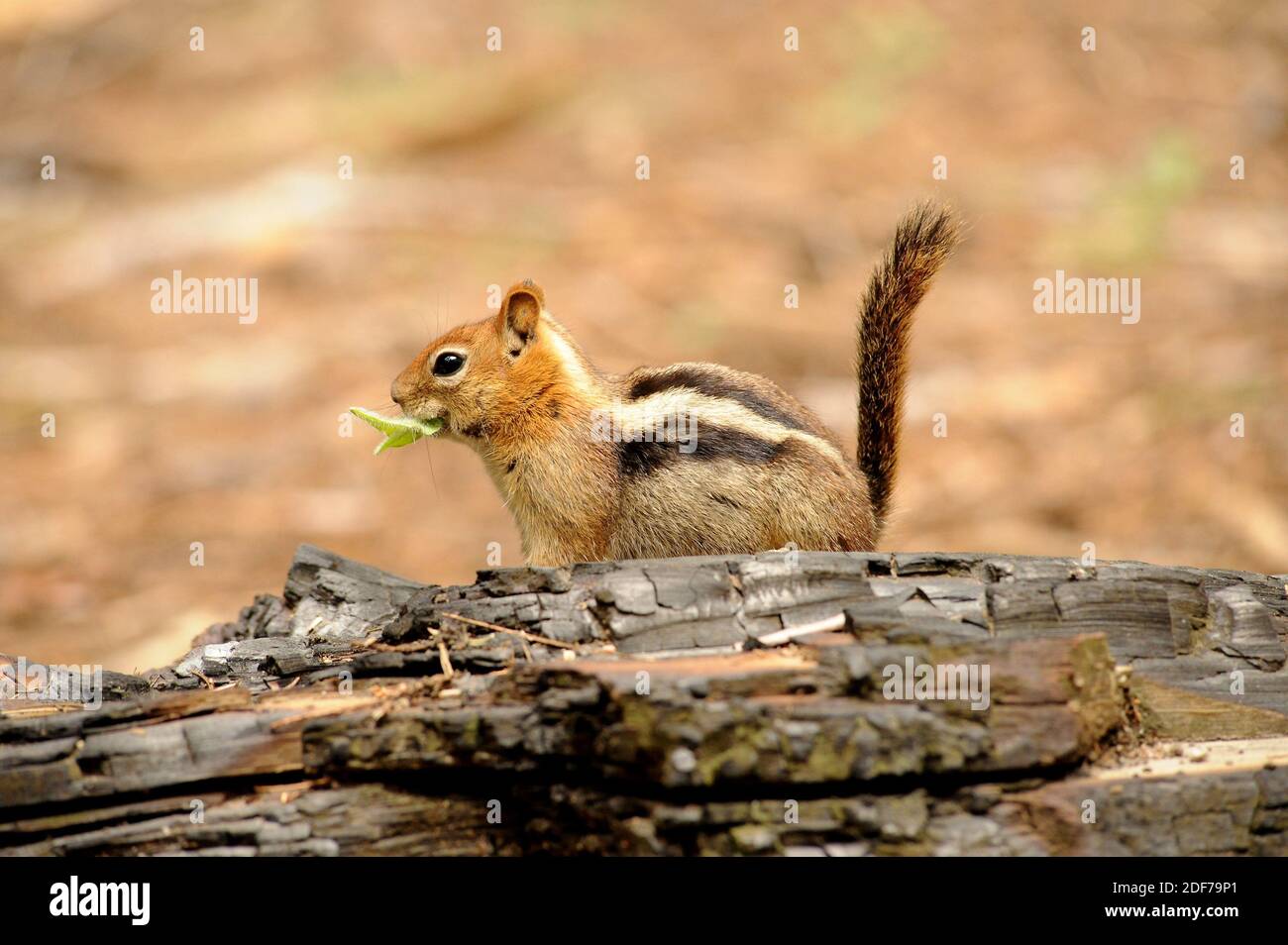Goldenmantled ground squirrel (Callospermophilus lateralis) is a