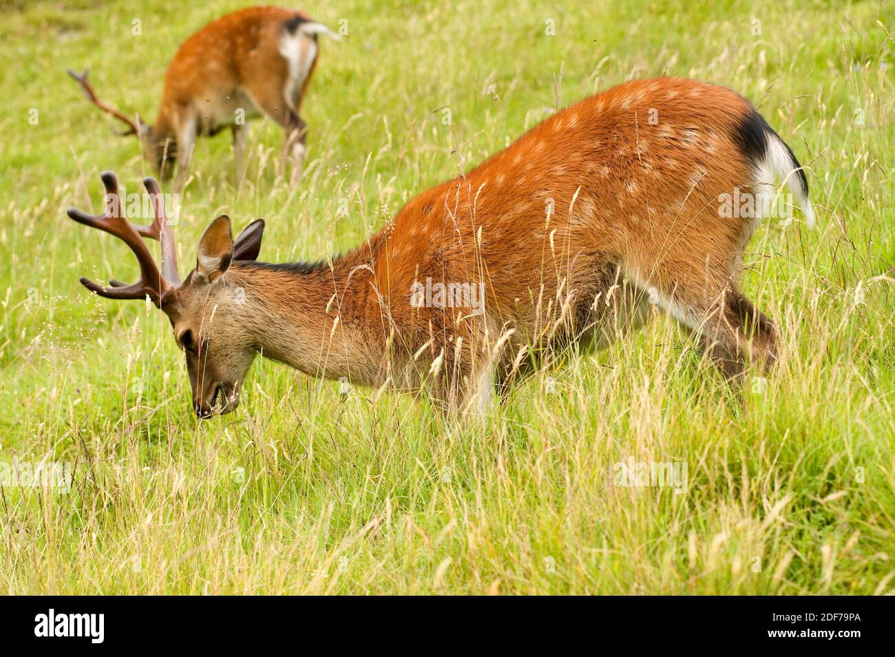 Sika deer or Japanese deer (Cervus nippon) is a deer native to eastern Asia and introduced in other countries. Stock Photo