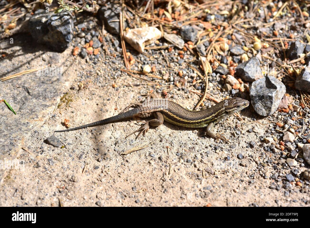 Algerian sand racer (Psammodromus algirus) is a lizard native to Iberian Peninsula and notrhwestern Africa. This photo was taken in Sierra Nevada Stock Photo
