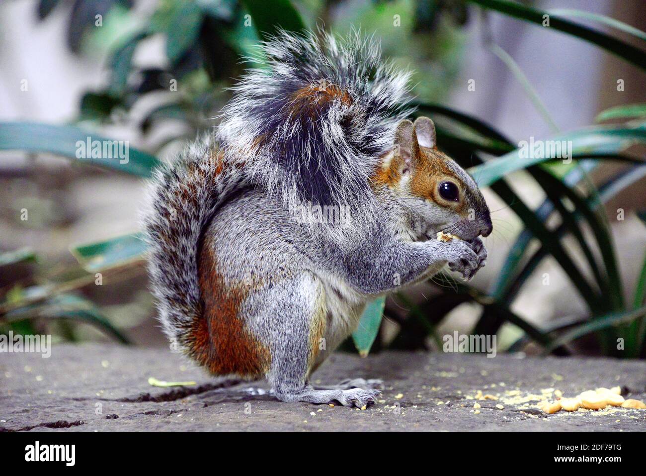 Mexican gray squirrel (Sciurus aureogaster) is a squirrel native to Mexico and Guatemala. This photo was taken in a Mexico City garden. Stock Photo
