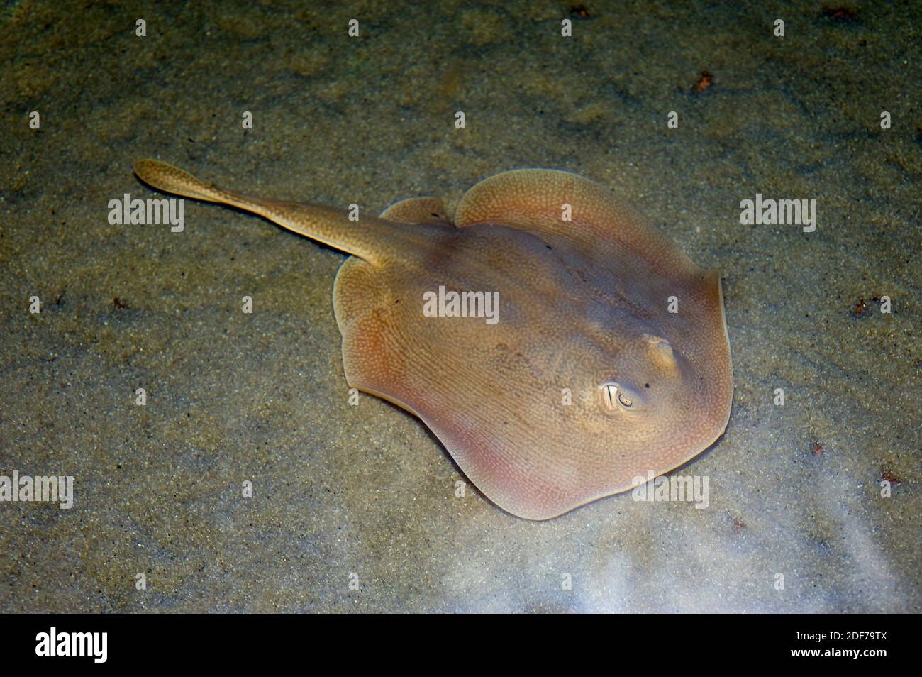 Marbled electric ray (Torpedo marmorata) is an electric ray native to eastern Atlantic Ocean and Mediterranean Sea. Stock Photo