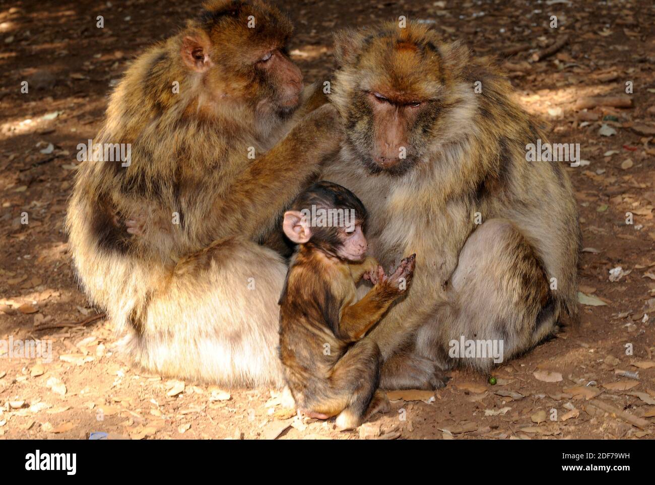 Barbary macaque (Macaca sylvanus) is a monkey native to northwestern Africa. This photo was taken in Atlas Mountains, Morocco. Stock Photo