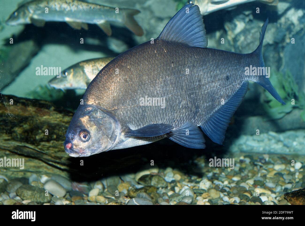 White-eye bream (Abramis sapa or Ballerus sapa) is a freshwater fish native to eastern Europe and central Asia rivers. Stock Photo