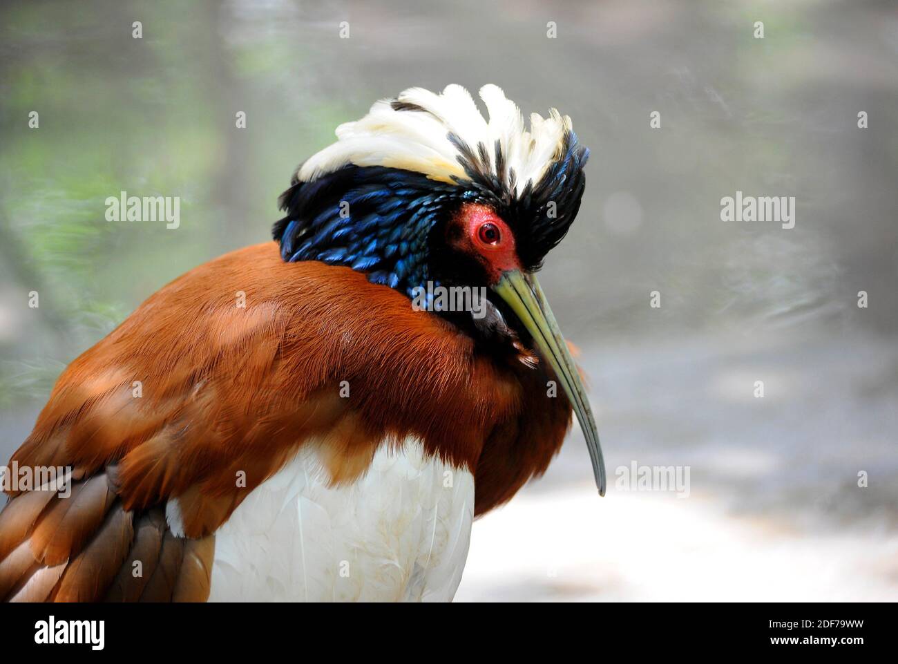 Madagascan ibis (Lophotibis cristata) is a kind of ibis native to Madagascar. Stock Photo