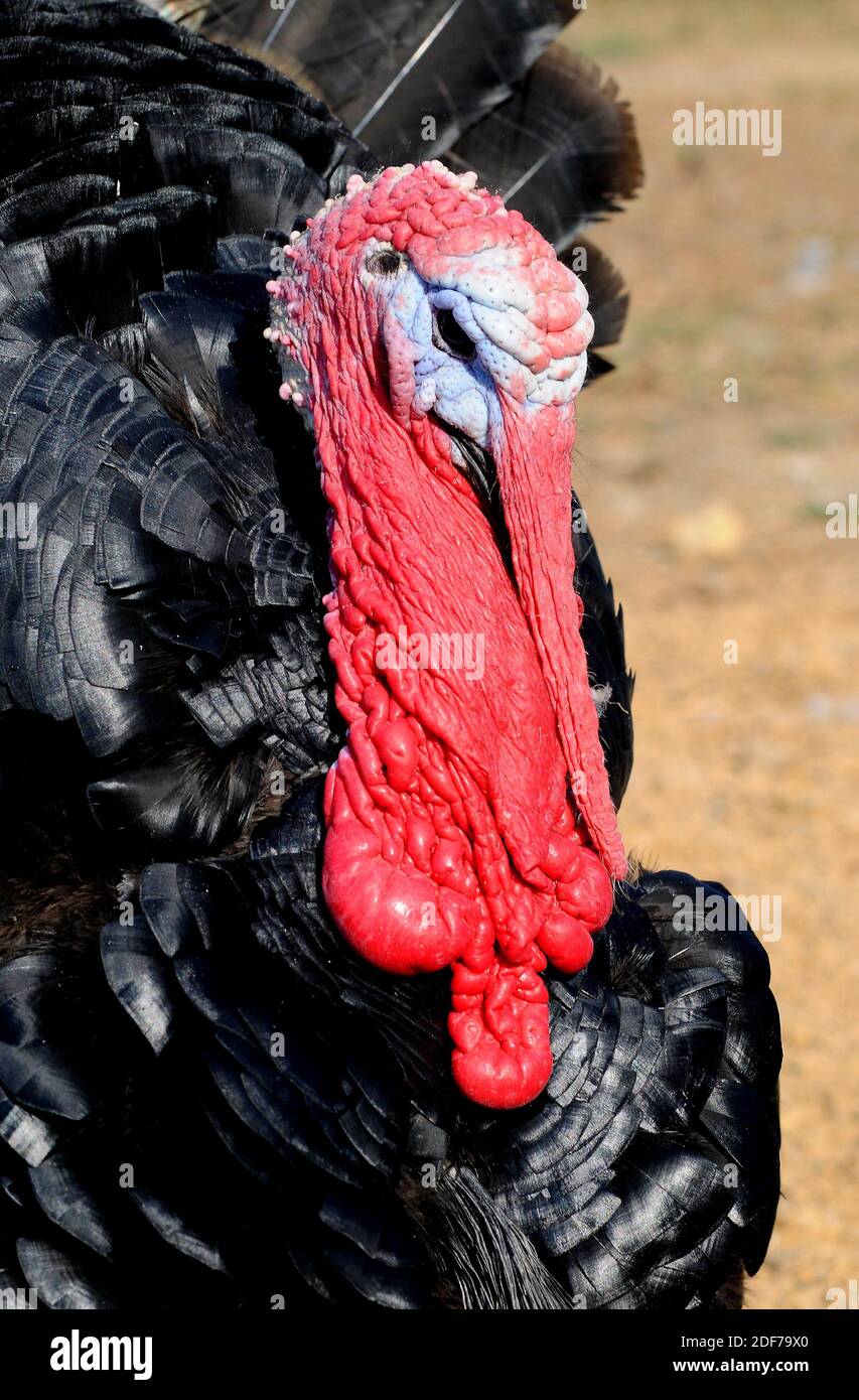 Domestic turkey (Meleagris gallopavo). Black spanish turkey male showing caruncles, snood and wattle. Stock Photo