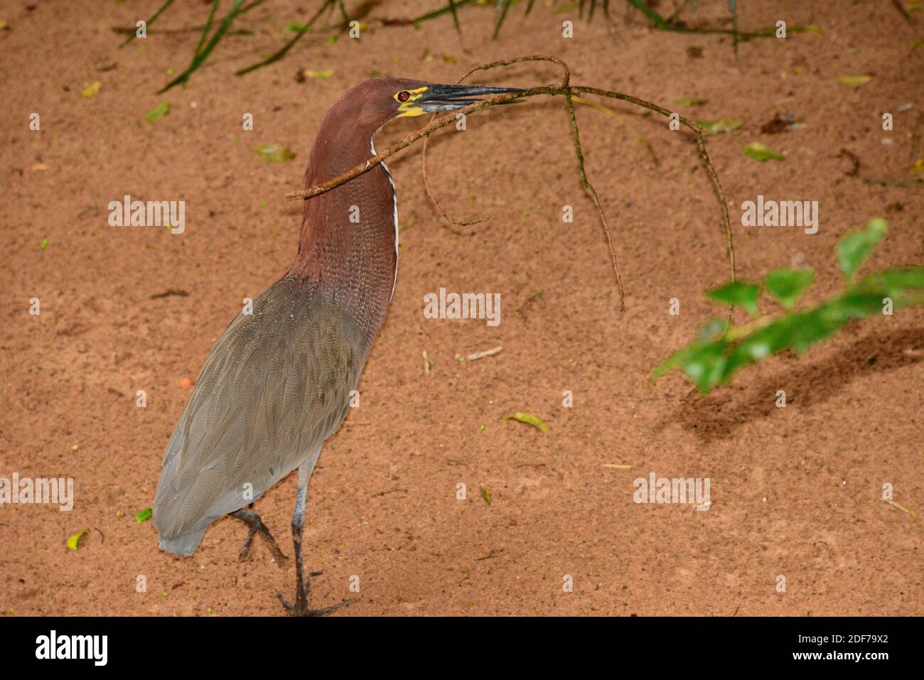 Rufescent tiger heron (Tigrisoma lineatum) is a kind of heron native to Central and South America. This photo was taken in Brazil. Stock Photo