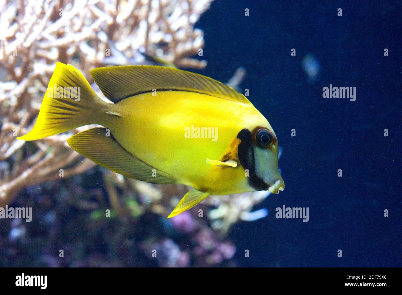 Mimic surgeonfish (Acanthurus pyroferus) is a tropical sea fish native to Indo-Pacific Ocean. Stock Photo