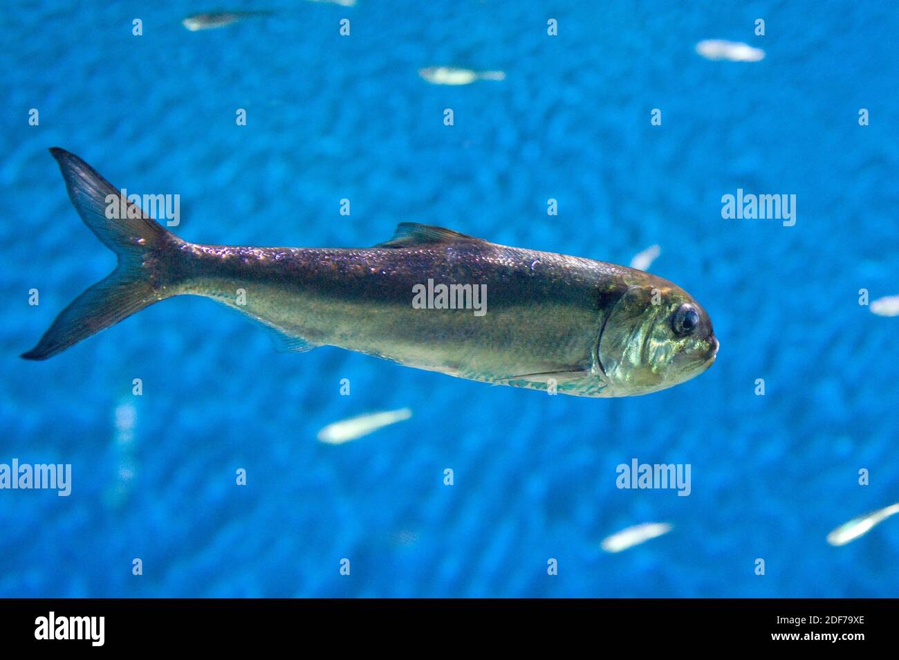 Allis shad (Alosa alosa) is a marine fish native to Mediterranean Sea and eastern Atlantic Ocean