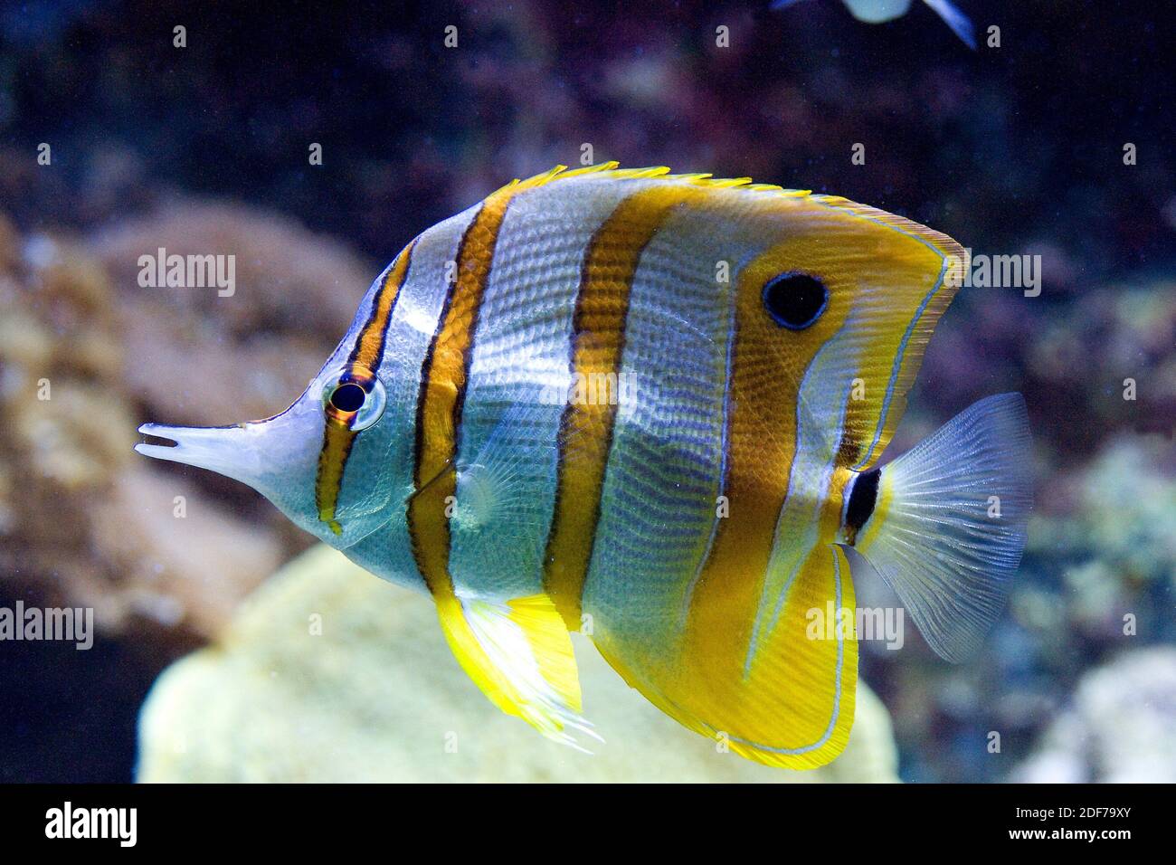 Copperband butterflyfish (Chelmon rostratus) is a marine fish native to tropical Indo-Pacific Ocean.. Stock Photo