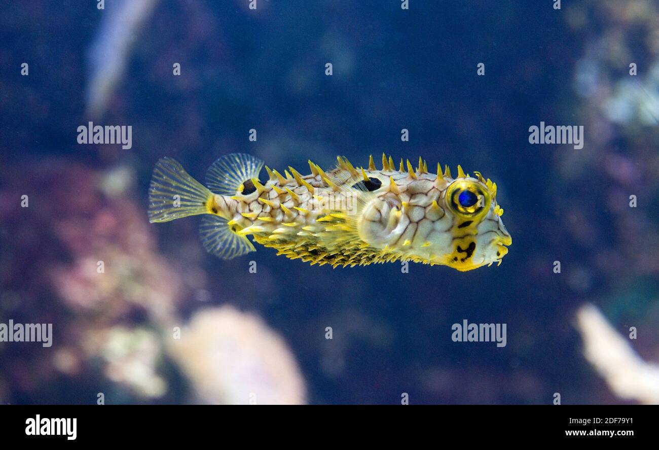 Striped burrfish (Chilomycterus schoepfi) is a marine fish native to tropical western Atlantic Ocean. Stock Photo
