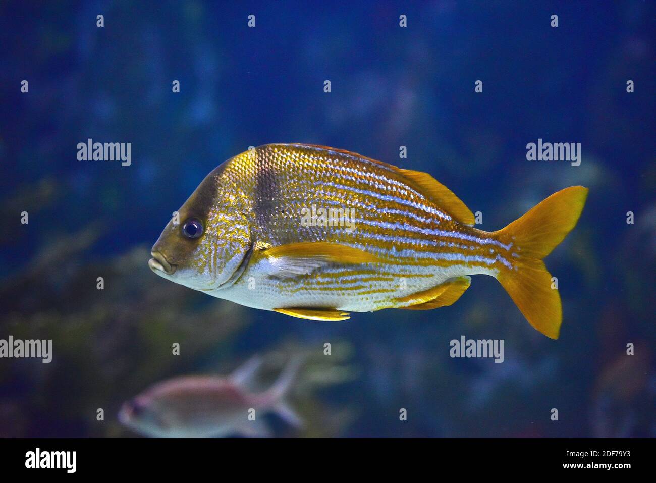 Porkfish (Anisotremus virginicus) is a marine fish native to western