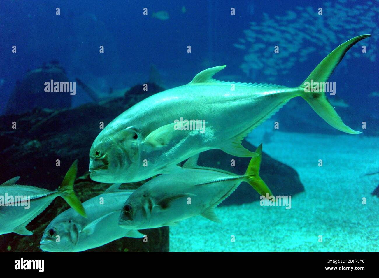 Common jack or crevalle jack (Caranx hippos) is a marine fish native to